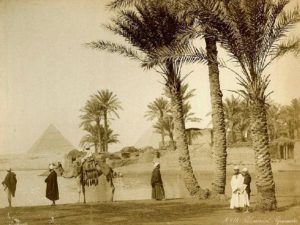 Финиковые пальмы в Египте фото